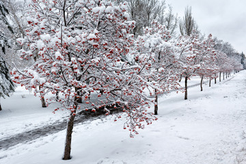 Snow-covered trees in the town alley. Winter in the city