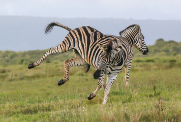 Burchells Zebras Fighting