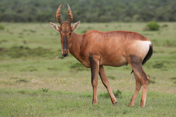 Fototapeta na wymiar Red Hartebeest Antelope with Large Horns