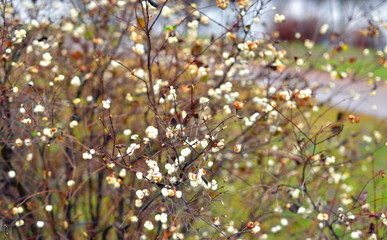 Bush with white berries in autumn.