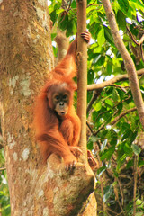 Young Sumatran orangutan sitting on trees in Gunung Leuser National Park, Sumatra, Indonesia © donyanedomam