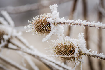 Dried thistle covered with snow 