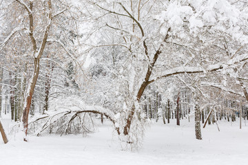 The tree fell during the heavy snowfall in the city Park. Trees after a heavy snowfall. The snow is white and fluffy