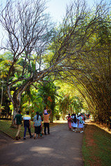 Fototapeta na wymiar Palm tree alley in Royal Botanic King Gardens. Peradeniya. Kandy. Sri Lanka.