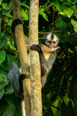 Thomas leaf monkey (Presbytis thomasi) sitting in a tree in Gunung Leuser National Park, Bukit Lawang, Sumatra, Indonesia