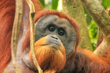 Portrait of male Sumatran orangutan in Gunung Leuser National Park, Sumatra, Indonesia