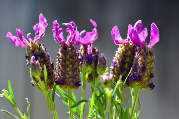 Flowers of purple lavender