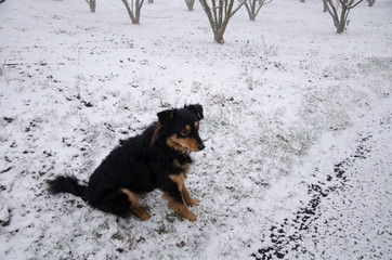 cane in posa nella neve