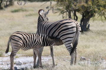 Fototapeta na wymiar Zebra säugt Junges
