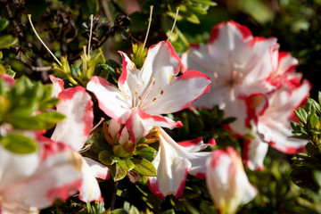 One of typical Madeira flowers