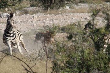 Fototapeta na wymiar Löwin reißt Zebra
