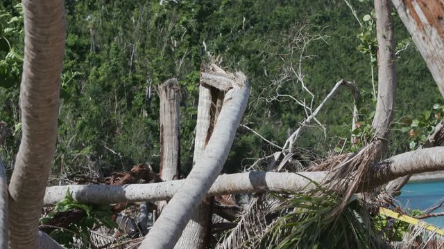 Palm trees cut in half by hurricane Irma, Maho Bay, St John