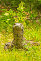 Komodo dragon lying in grass on Rinca Island in Komodo National Park, Nusa Tenggara, Indonesia