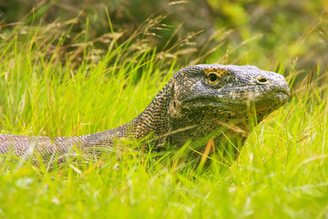 Obraz premium Portrait of Komodo dragon lying in grass on Rinca Island in Komodo National Park, Nusa Tenggara, Indonesia