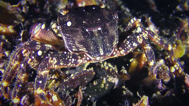 Marbled rock crab (Pachygrapsus marmoratus) back view, close-up.
