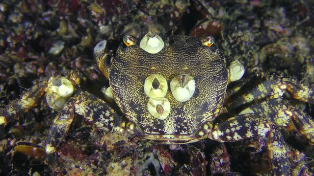 Marbled rock crab (Pachygrapsus marmoratus) with shells of balanus on the back, close-up.

