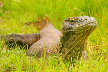 Komodo dragon lying in grass on Rinca Island in Komodo National Park, Nusa Tenggara, Indonesia