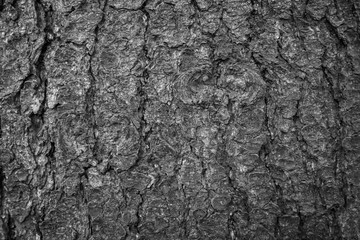 Close-up of an old spruce tree's bark texture background in black and white.