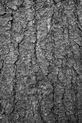 Close-up of an old spruce tree's bark texture background in black and white.