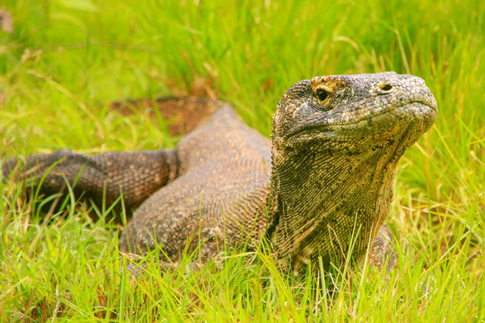 Komodo dragon lying in grass on Rinca Island in Komodo National Park, Nusa Tenggara, Indonesia