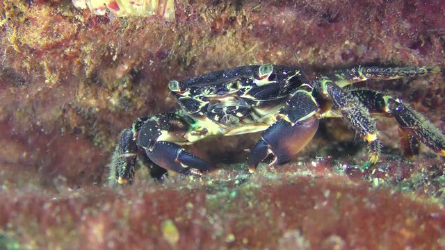 Marbled rock crab (Pachygrapsus marmoratus) on a stone covered with red algae.

