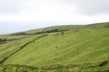 Fototapeta na wymiar São Miguel, Açores