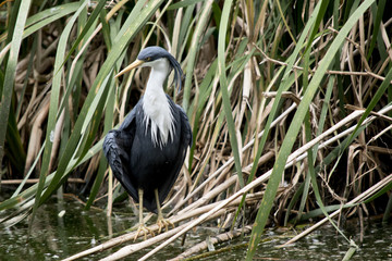 pied heron