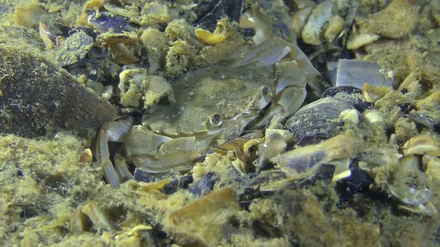 Flying swimming crab (Liocarcinus holsatus) buried in the bottom.
