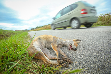 Obraz premium A car passing next to a dead fox lying on the ground beside road.