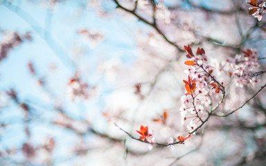 Close up of beautiful spring flowers at blurred background