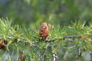шишка лиственницы