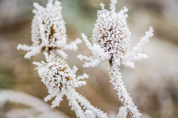Naklejka premium Dried thistle covered with snow 