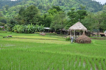 RIZIÈRES ET CABANE RÉGION DE CHIANG MAI THAÏLANDE   