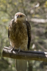 whistling kite
