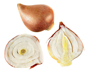 Structure of tulip bulb in the section. Tulip bulb isolated on white background