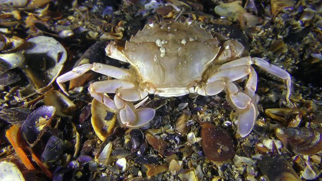 Swimming crab (Liocarcinus holsatus) sits at the bottom, then slowly leaves the frame, rear view.
