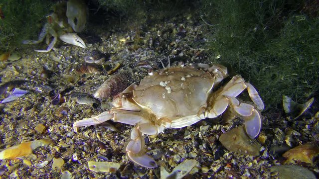 Swimming crab (Liocarcinus holsatus) is eating something against the background of green algae, rear view.

