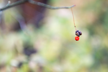 autumn in forest