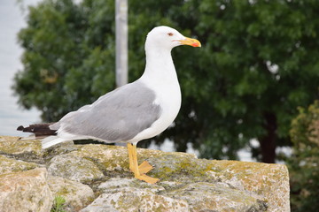 Seagull in Nessebar