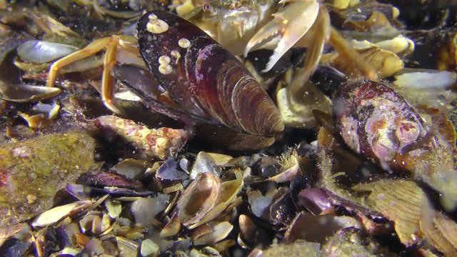 Sea crab is trying to get meat from the shell of a mussel.
