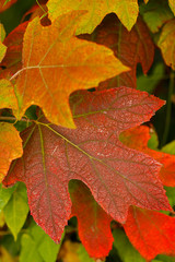 Fall leaves, autumn leaves
