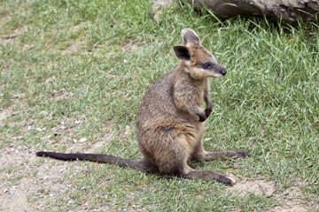 joey swamp wallaby