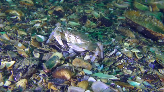 Swimming crab (Liocarcinus holsatus) puts the mussel shell in its mouth with its claws.

