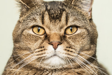 British shorthair cat cocky looking directly into the camera. Close-up.