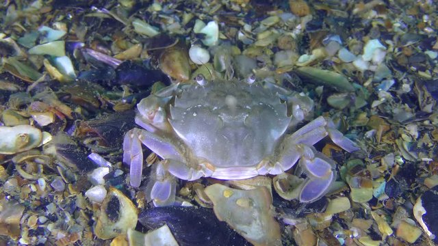 Marine crab (Liocarcinus holsatus) eats something, rear view.
