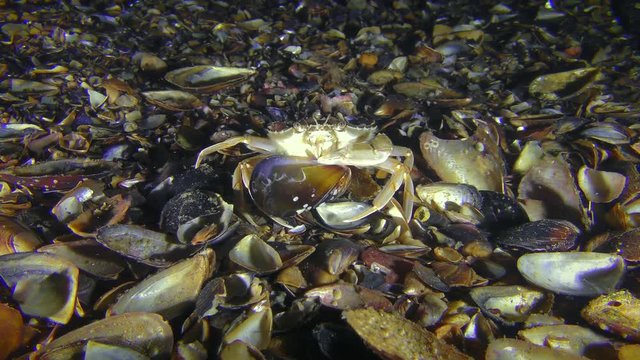 Swimming crab (Liocarcinus holsatus) is trying to get meat from the shell of the mussel.
