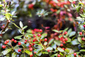 Red berries
