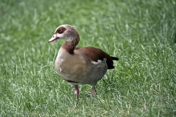egyptian goose