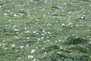 Landleben, frisch gemähtes Feld