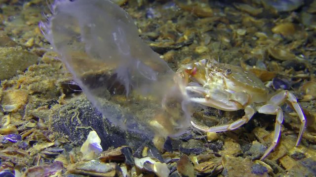 Crab (Liocarcinus holsatus) caught and eats jellyfish, medium shot.

